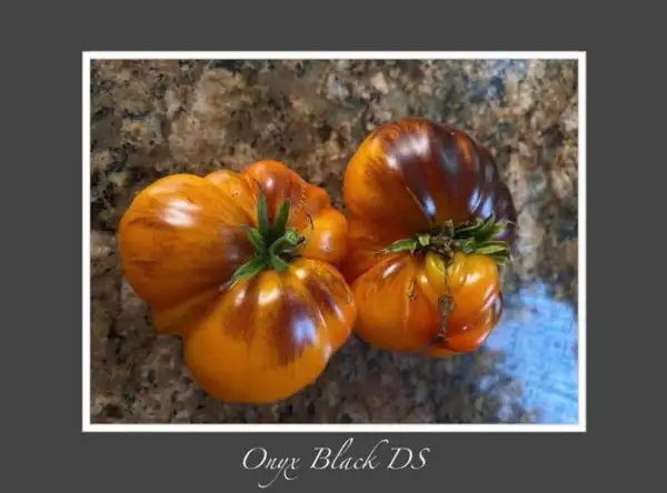 Tomaten: Onyx Black Dean Slater