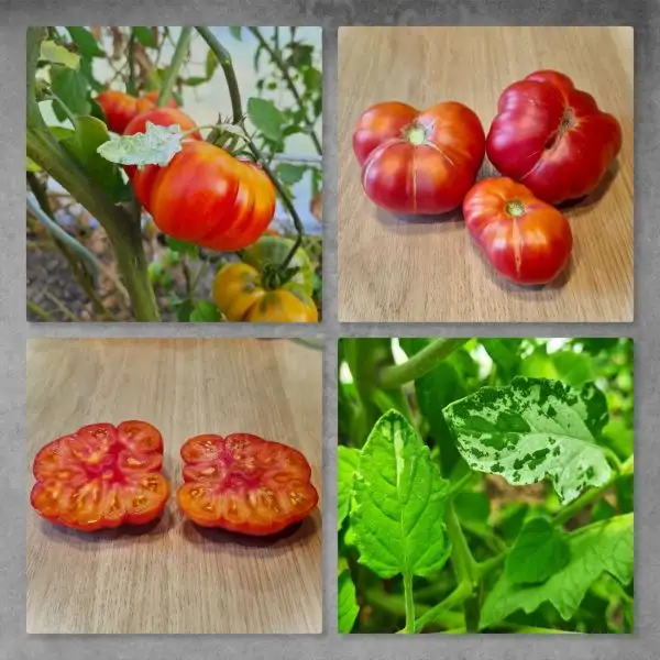 Tomaten: Onyx TCB F3