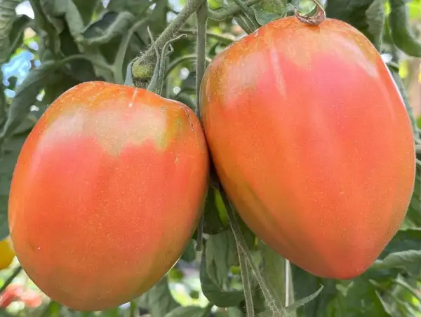 Tomaten: Opa