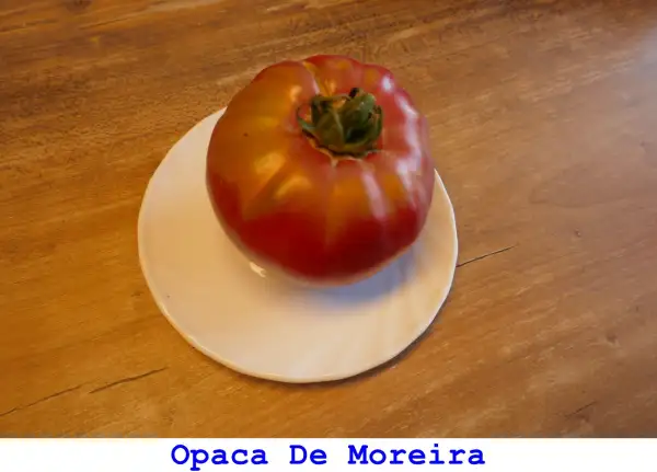Tomaten: Opaca De Moreira