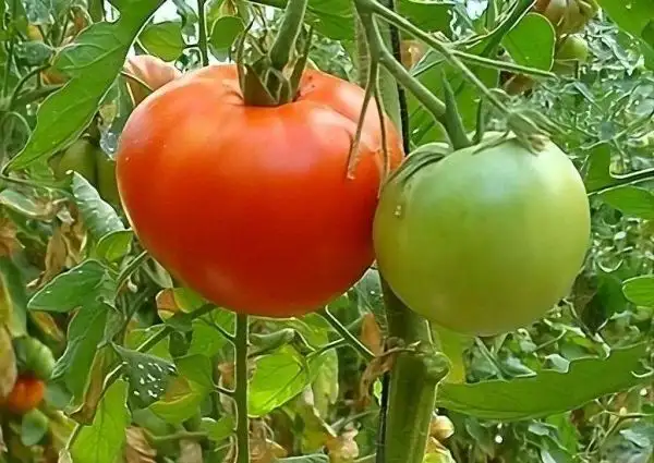 Tomaten: Optimus