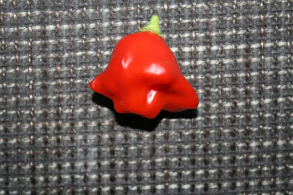 Chili / Paprika: optisch lustige Früchte wie eine Glocke.