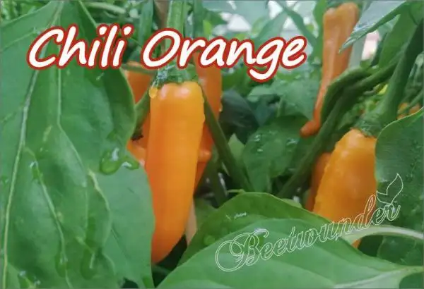 Chili / Paprika: Orange