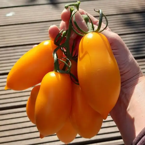 Tomaten: Orange Allongèe