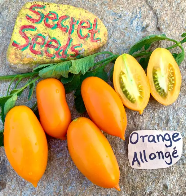 Tomaten: Orange Allonge