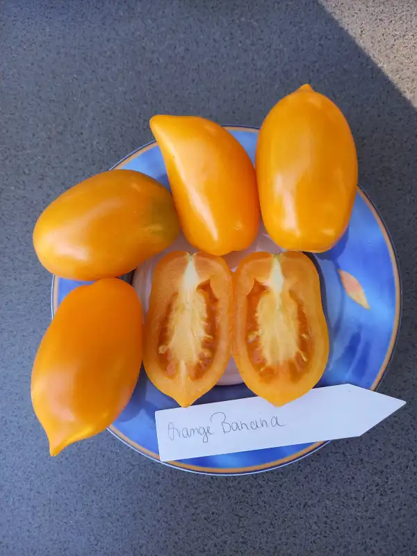 Tomaten: Orange Banana