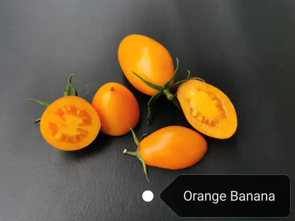 Tomaten: Orange Banana