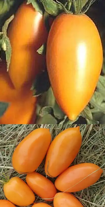 Tomaten: Orange Banana