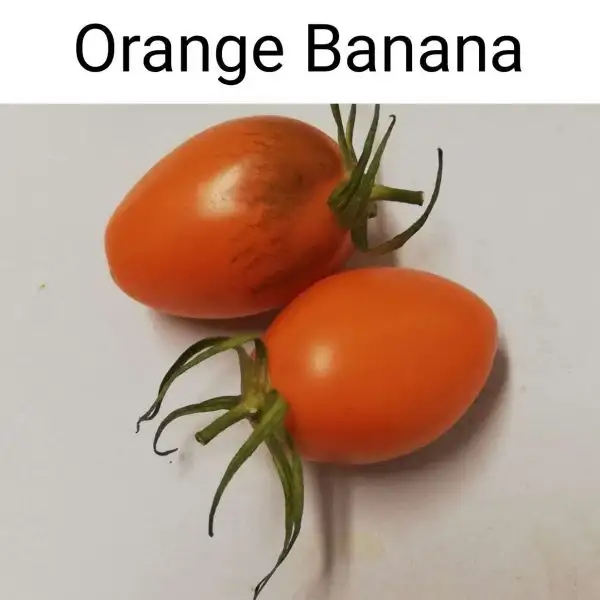 Tomaten: Orange Banana