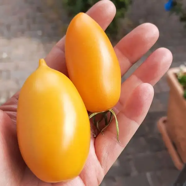 Tomaten: Orange Banana