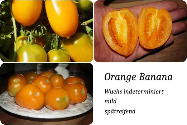 Tomaten: Orange Banana