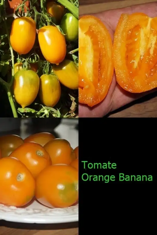 Tomaten: Orange Banana