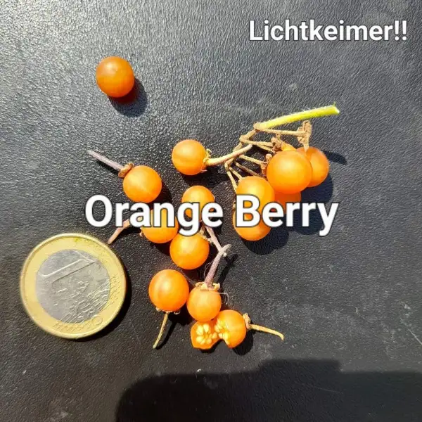 Beeren: Orange Berry