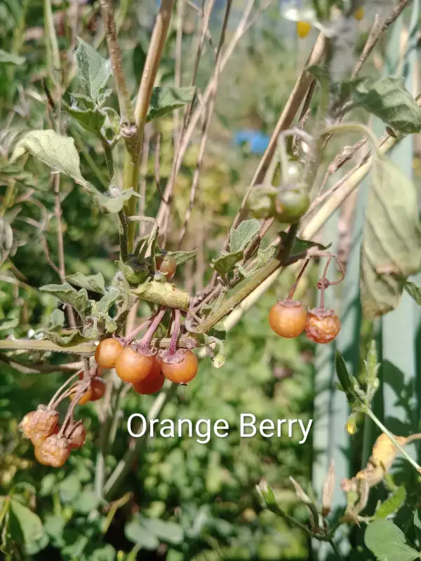 Obst: Orange Berry