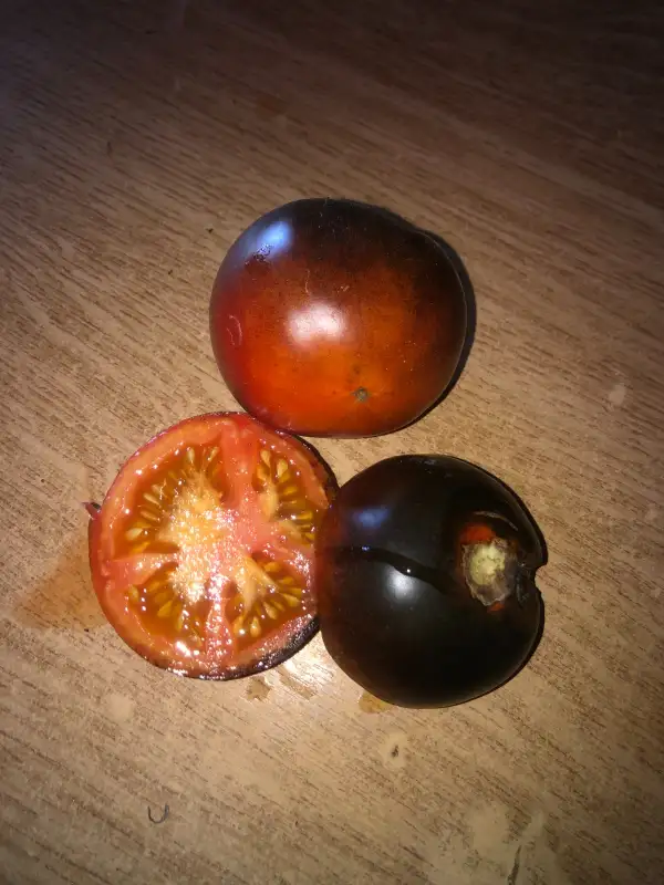 Tomaten: Orange Bleue