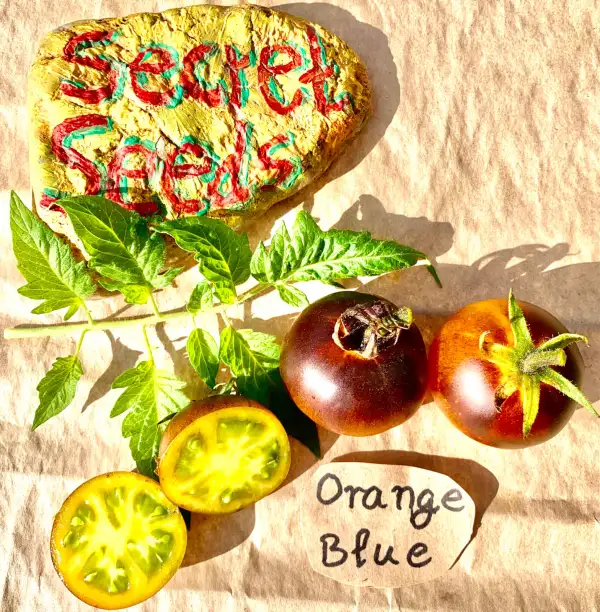 Tomaten: Orange Blue