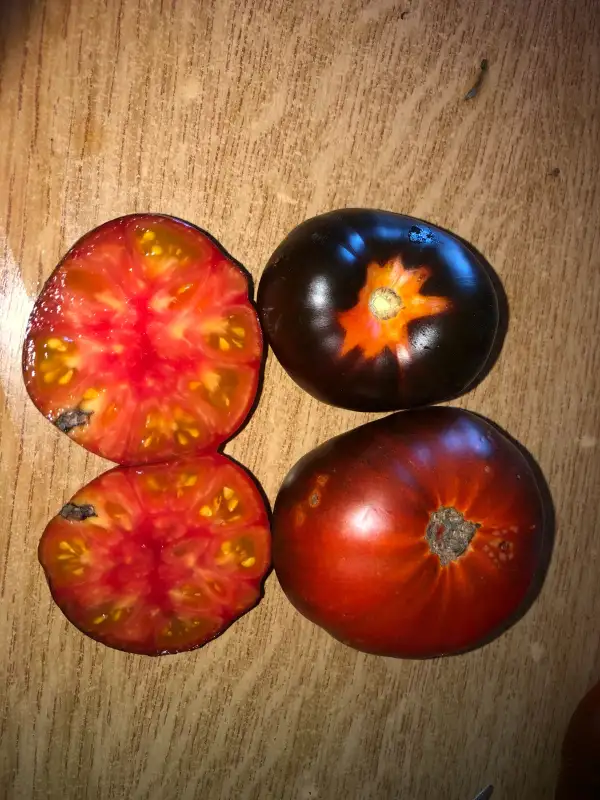 Tomaten: Orange Blue 2