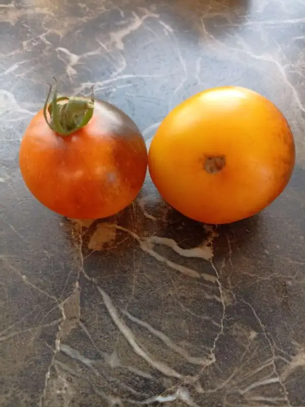 Tomaten: Orange Blue