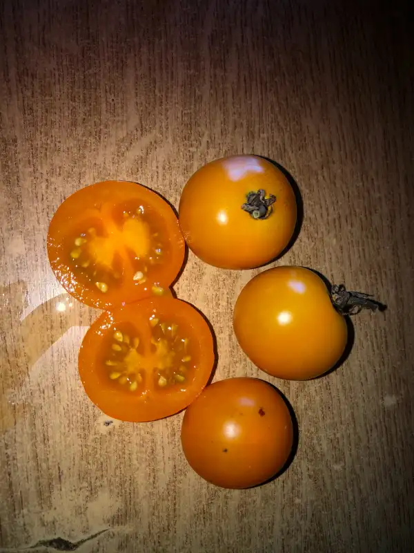 Tomaten: Orange Bourgoin