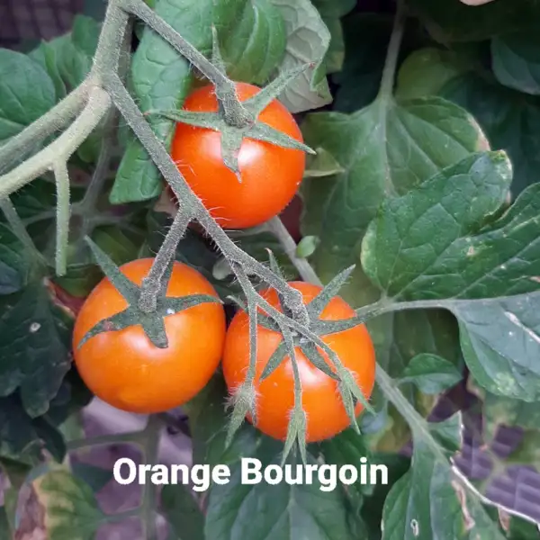 Tomaten: Orange Bourgoin