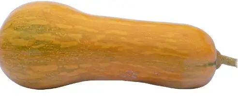 Kürbisse: Orange Butternut Sonca