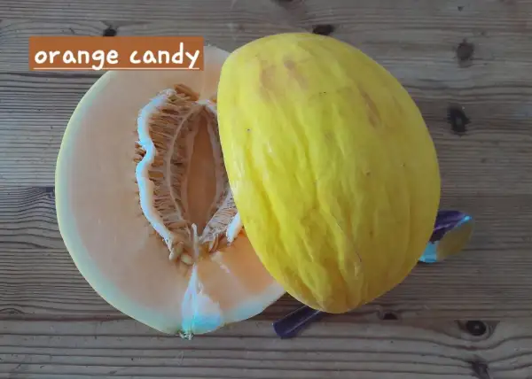 Melonen: Orange Candy, Honigmelone