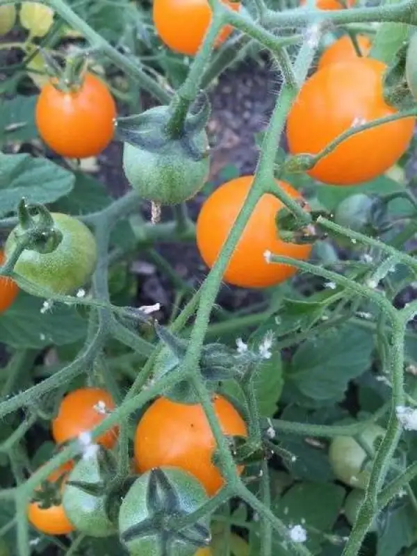 Tomaten: Orange Centiflor