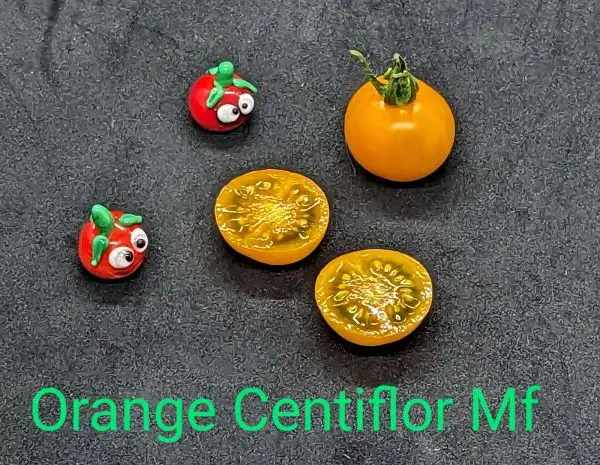 Tomaten: Orange Centiflor