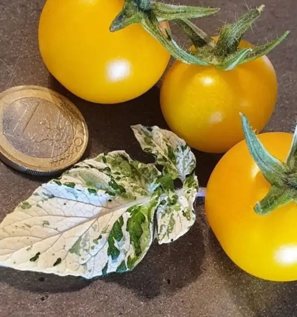 Tomaten: Orange cherry variegated