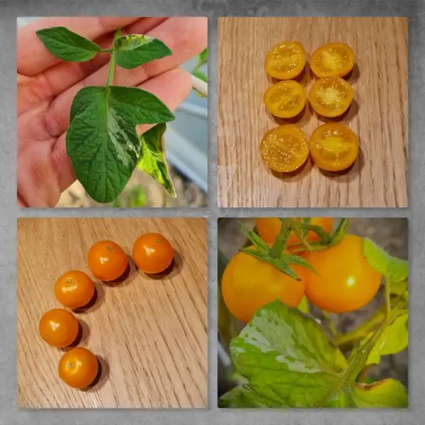 Tomaten: Orange cherry variegated