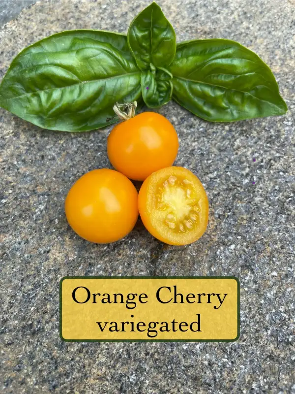 Tomaten: Orange cherry variegated
