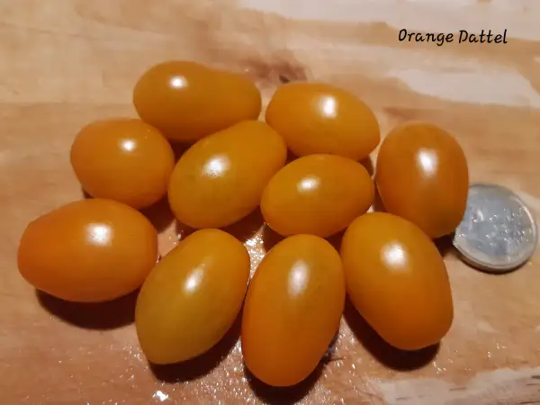 Tomaten: Orange Dattel