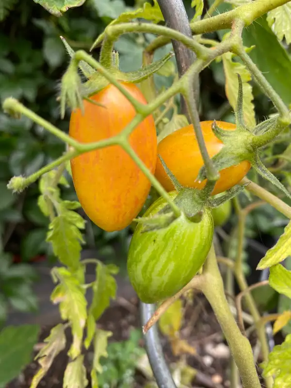 Tomaten: Orange Dream
