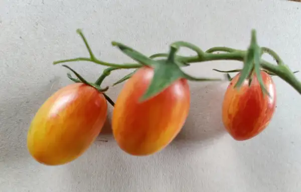 Tomaten: Orange Dream