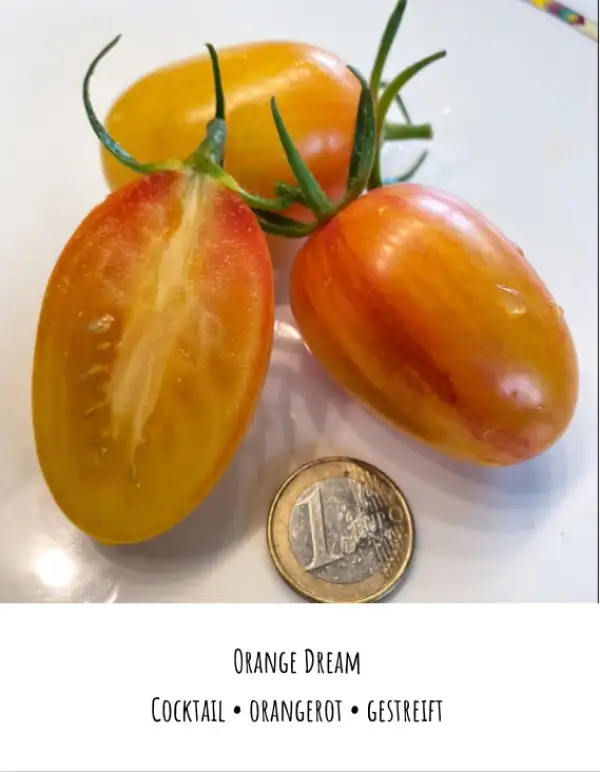 Tomaten: Orange Dream