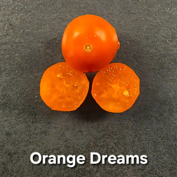 Tomaten: Orange Dreams (Micro Dwarf)