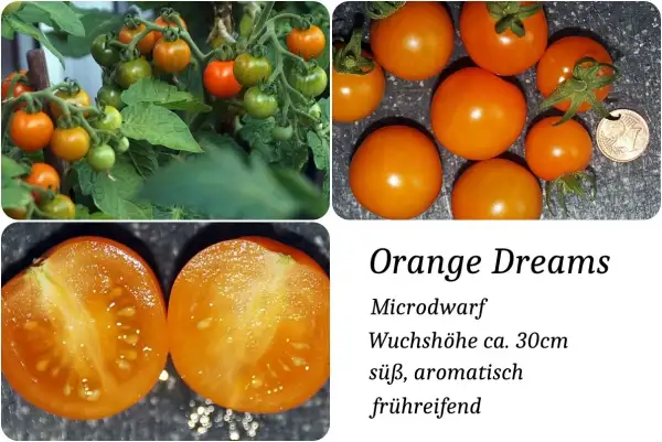 Tomaten: Orange Dreams Microdwarf