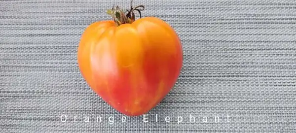 Tomaten: Orange elephant