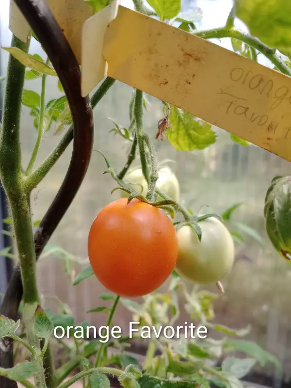 Tomaten: Orange Favorit