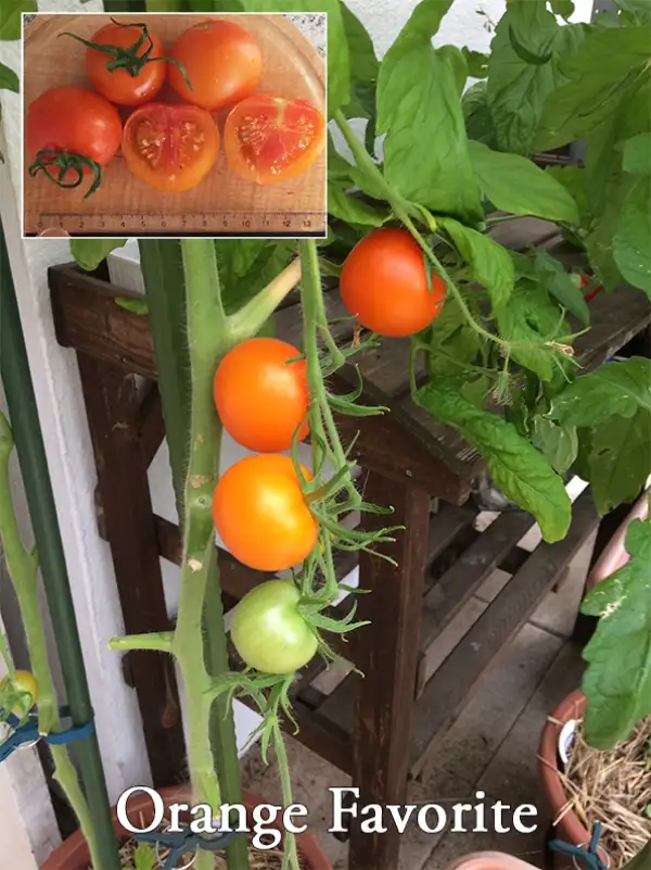 Tomaten: Orange Favorite