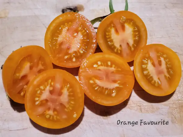 Tomaten: Orange Favourite