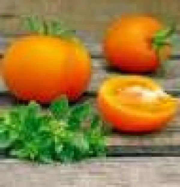 Tomaten: Orange Favourite