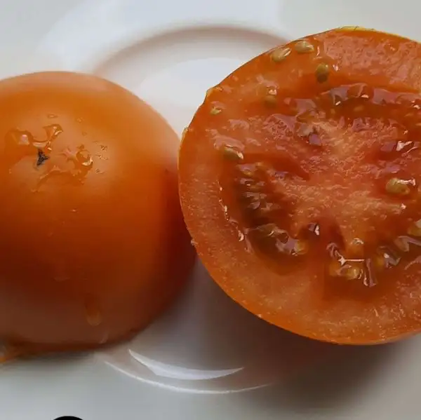 Tomaten: Orange Favourite