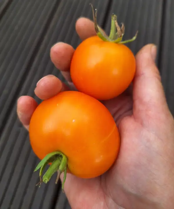 Tomaten: Orange Favourite
