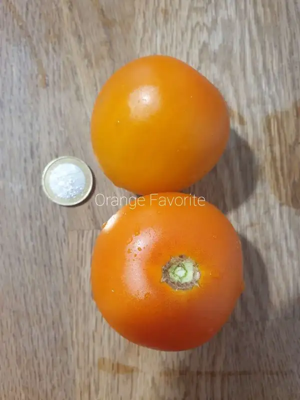 Tomaten: Orange Favourite