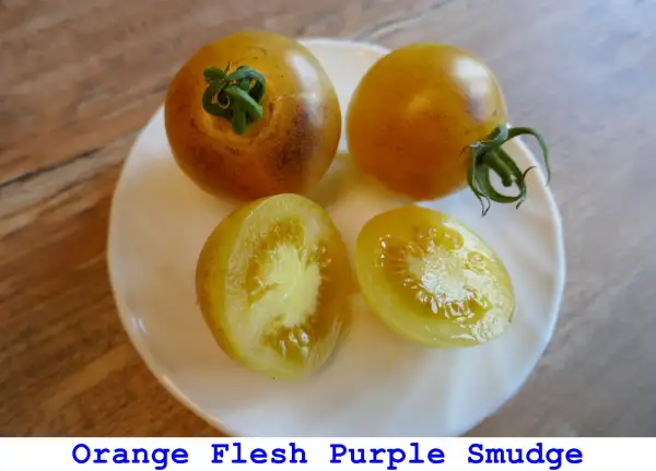 Tomaten: Orange Flesh Purple Smudge