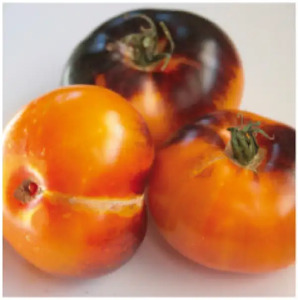 Tomaten: Orange Fleshed Purple
