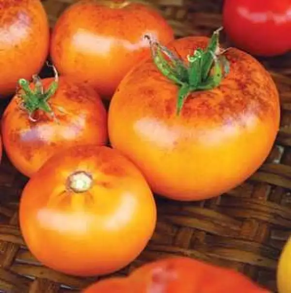 Tomaten: Orange Fleshed Purple Smudge