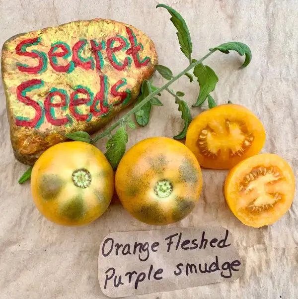 Tomaten: Orange Fleshed Purple Smudge