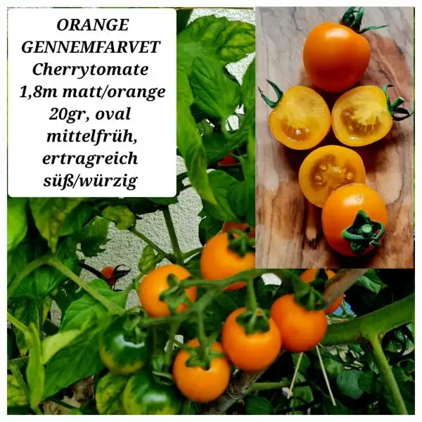 Tomaten: ORANGE GENNEMFARVET